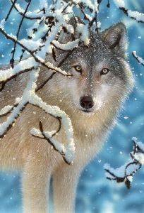 BROKEN SILENCE - 1000 ��������