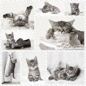 ������� 1000 ��������