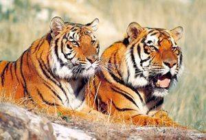 TIGERS - 1000 ��������