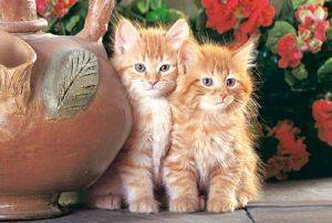 RED KITTENS - 1500 ��������