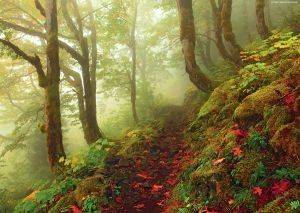 MAGIC FORESTS PATHS HEYE 1000 KOMMATIA