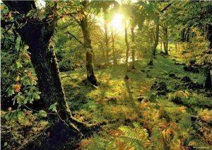 MAGIC FORESTS GLADE HEYE 1000 KOMMATIA MAGIC FORESTS GLADE HEYE 1000 KOMMATIA