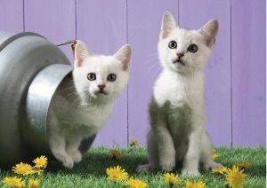 CAT SISTERS SCHMIDT 500 ��������