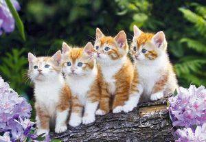 ΤΗΕ CAT CREW CASTORLAND 1000 ΚΟΜΜΑΤΙΑ ΤΗΕ CAT CREW CASTORLAND 1000 ΚΟΜΜΑΤΙΑ