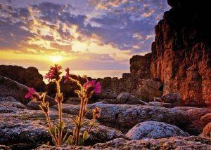 RED CAMPION HEYE 1000 ��������