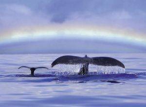 ��������  ������������ RAVENSBURGER 500 ��������