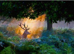 ������ ������ RAVENSBURGER - 500 ��������