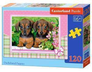DACHSHUND PUPPIES CASTORLAND 120 ��������