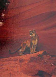 MOUNTAIN LION, ARIZONA RICORDI 1000 ΚΟΜΜΑΤΙΑ MOUNTAIN LION, ARIZONA RICORDI 1000 ΚΟΜΜΑΤΙΑ