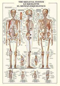 THE SKELETAL SYSTEM RICORDI 1000 