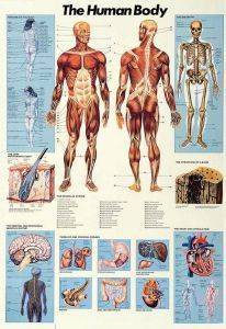 THE HUMAN BODY RICORDI 1000 