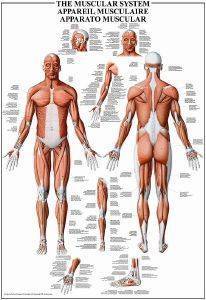THE MUSCULAR SYSTEM RICORDI 1000 
