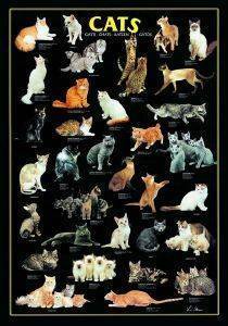 CATS RICORDI 1000 ΚΟΜΜΑΤΙΑ CATS RICORDI 1000 ΚΟΜΜΑΤΙΑ