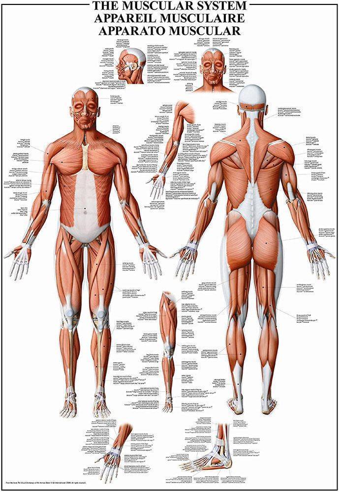 RICORDI THE MUSCULAR SYSTEM RICORDI 1000 ΚΟΜΜΑΤΙΑ