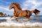 HORSE ON THE BEACH - 500 ��������