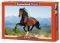 GALLOPING ANDALUSIAN - 1500 ��������