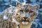SNOW LEOPARD - 1500 ��������