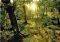 MAGIC FORESTS GLADE HEYE 1000 KOMMATIA