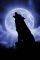 FULL MOON NIGHT 500 