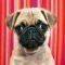 DOREEN ZORN PUG HEYE 1000 ��������