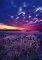 SUNRISE  SCHMIDT 1000 