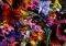 FLOWER SHOW HEYE 1000 KOMMATIA