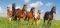 PASO FINO HERD  CASTORLAND 4000 ��������