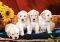 PUPPIES WITH SUNFLOWER CASTORLAND 1000 ������...