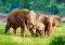 ELEPHANT FAMILY CASTORLAND 500 ��������