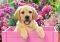 LABRADOR PUPPY IN PINK BOX CASTORLAND 500 