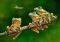 THE FROG COMPANIONS CASTORLAND 500 
