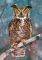 GREAT HORNED OWL CASTORLAND 500 