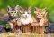 THREE LOVELY KITTENS CASTORLAND 500 ��������