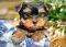 PUPPY ON A PICNIC CASTORLAND 300 ��������