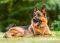 GERMAN-SHEPHERD CASTORLAND 300 ΚΟΜΜΑΤΙΑ GERMAN-SHEPHERD CASTORLAND 300 ΚΟΜΜΑΤΙΑ