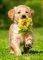 PUPPY WITH ROSE CASTORLAND 60 