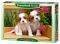 SPANIEL PUPPIES CASTORLAND 120 
