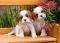 SPANIEL PUPPIES CASTORLAND 120 