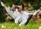 KITTEN ON HAMMOCK CASTORLAND 260 ��������