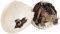 JURASSIC WORLD HATCHLINGS ���� STEGOSAURUS [F...