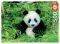 PANDA BEAR EDUCA 500 ��������