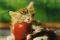 SLEEPING KITTEN TREFL 60 ��������