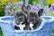 FRENCH BULLDOG PUPPIES CASTORLAND 1000 