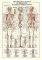 THE SKELETAL SYSTEM RICORDI 1000 ��������