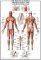 THE MUSCULAR SYSTEM RICORDI 1000 