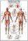 THE MUSCULAR SYSTEM RICORDI 1000 