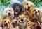 DOGS SELFIE SCHMIDT 500  [58390]