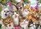 CATS SELFIE SCHMIDT 500  [58391]