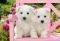 WHITE TERRIER PUPPIES CASTORLAND 1500 