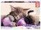 DREAM COMPANIONS EDUCA 500 ��������